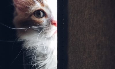 Photo: Henda Watani (https://www.pexels.com/photo/close-up-of-cat-320014/)