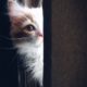 Photo: Henda Watani (https://www.pexels.com/photo/close-up-of-cat-320014/)